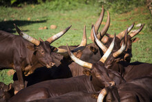 Herd Of Watusi Resting And Lying