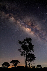 Wall Mural - vertical shot of black tree and milky way and star on dark background.with grain and select white ba