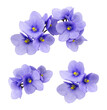 Leinwanddruck Bild - Set of violet flowers isolated