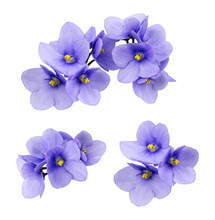 Set Of Violet Flowers Isolated