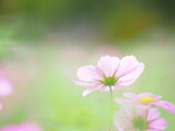 Fototapeta Kosmos - ふんわりかわいいコスモスの花