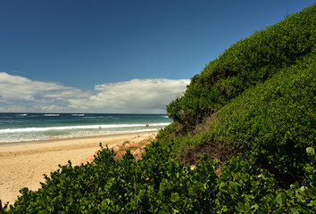 A beach, dune vegetation and cloudscape in a blue sky coming together with unrecognizable bathers far off in the surf