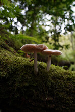 Closeup Shot Of Two White Pluteus Mushrooms