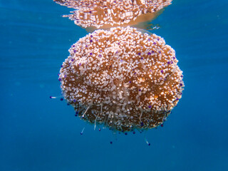 Mediterranean jelly or fried egg jellyfish (Cotylorhiza tuberculata) in the wild. Selective focus. Underwater wildlife concept, Beautiful jellyfish underwater in Mediterranean sea, giant jellyfish.