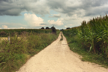 Wall Mural - Dirt road between fields of corn in a rolling landscape under a cloudy sky.