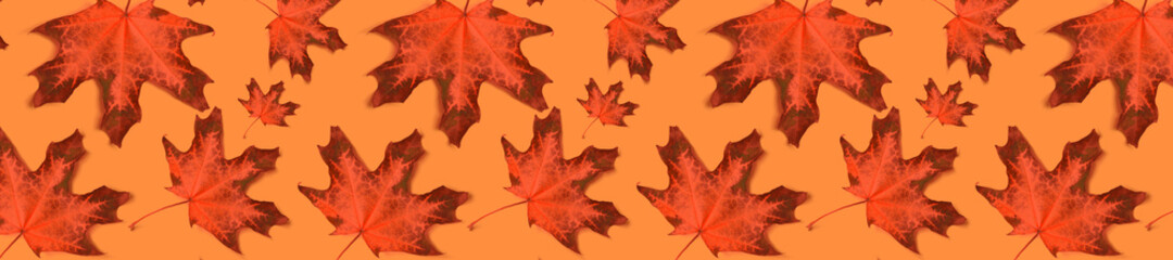 Wall Mural - Autumn pattern for design. Panorama pattern red maple leaf autumn on orange background.