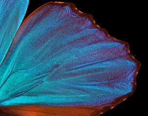 Aufkleber - Wings of a butterfly Morpho texture background. Morpho butterfly.