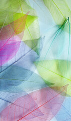 Wall Mural - Macro leaves background texture blue, green, pink color. Transparent skeleton leaves. Colorful pastel abstract image of nature