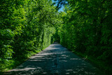Fototapeta  - droga tunel drzewa krzewy las szlak lato wiosna warmia mazury warmińsko-mazurskie podróż