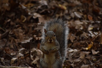 Squirrel in the park.