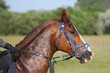© acceptfoto - Head shot closeup portrait of a young racehorse