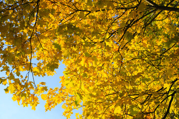 Canvas Print - bright autumn maple foliage illuminated by the sun