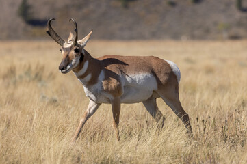 Canvas Print - Pronghorn Antelope Buck in Grand Teton National Park Wyoming in Autumn
