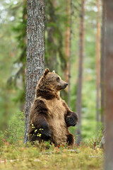 Wall Mural - Adult male brown bear sitting against a tree in the forest