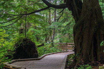 Rockaway Big Tree Boardwalk, Oregon Coast Highway 101