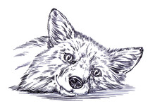Black And White Engrave Ink Draw Fox Illustration