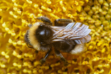 Canvas Print - bumblebee close-up, a large insect bumblebee collects pollen and pollinates a yellow sunflower.