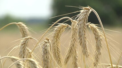 Wall Mural - Field of barley in a summer day. Harvesting period. Close up on a field of golden wheat or barley farming.