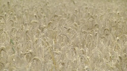 Wall Mural - Field of barley in a summer day. Harvesting period. Close up on a field of golden wheat or barley farming.
