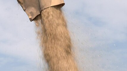 Wall Mural - Filling oat grain into the tractor trailer after harvest. Pouring wheat grain into tractor trailer after harvest in the summer