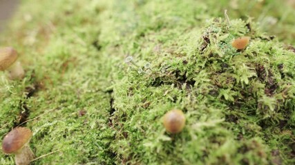 Wall Mural - Mushrooms Armillaria mellea on moss in the forest. slide shot, macro