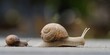 child snail following mother snail, small and big escargot on their way
