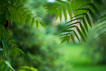 Canvas Print - Colorful leaf defocus in spring season, ecology concept with copy space for text.