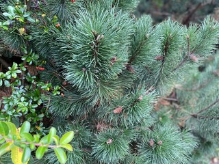 pine branches