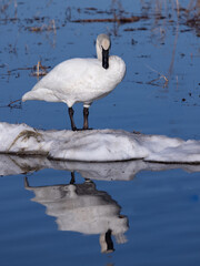 Wall Mural - Trumpeter Swan Standing on Ice in Alaska