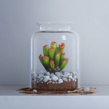 Glass Terrarium Holding A Succulent, White Stones, And Dirt