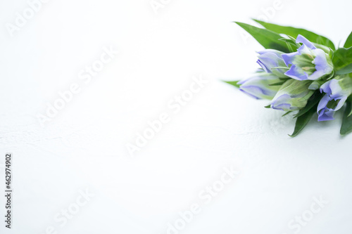 紫色のリンドウ 花の背景 喪中葉書 寒中見舞い Wall Mural Shironagasukujira 紫色のリンドウ 花の背景 喪中葉書 寒中見舞い Wall Mural Shironagasukujira