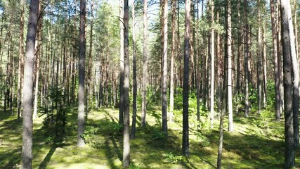 Wall Mural - Drone flying in a autumn pine tree forest. Slow flight in forest on fall season.
