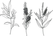 Black And White Hand Drawn Set Of A Plant Element. Litsea Cubea Vector. Melaleuca Aternifolia Vector. Melaleuca Leucadendron Vector.