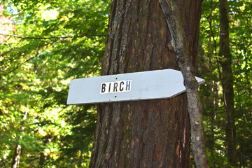 An arrow sign that says birch attached to a tree