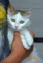 Wall Mural - fluffy white and gray cat in hands