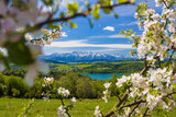 Fototapeta Kwiaty - Jezioro Czorsztyńskie i Tatry zza kwitnących drzew.