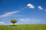 Fototapeta Na sufit - Samotne drzewo na tle błękitnego nieba.