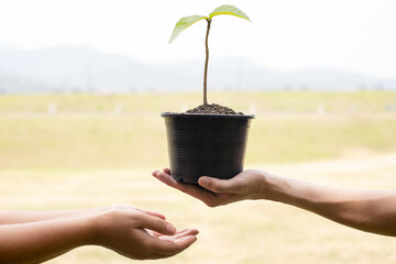 the hands of two people help each other are planting young seedlings on fertile ground, taking care 