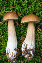 Two Large Boletus Mushrooms Lying On Moss