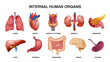 Internal Human Organs Horizontal Icon Set