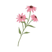 Echinacea Flowers. Botanical Drawing Of Purple Coneflowers. Wild Field Floral Plant. Medicinal Herb With Blossomed Buds. Drawn Realistic Vector Illustration Of Wildflower Isolated On White Background