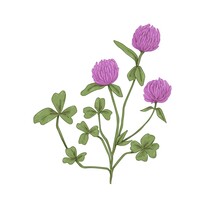 Clover Flowers. Botanical Drawing Of Realistic Trifolium Pratense. Wild Floral Plant With Trefoil Leaves. Meadow Wildflower In Retro Style. Hand-drawn Vector Illustration Isolated On White Background