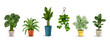 © Macrovector - House Plants Realistic Set