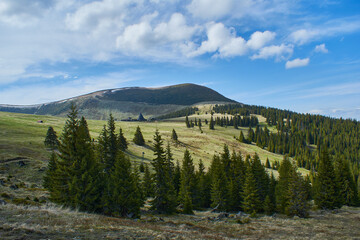 Wall Mural - Panoramic view from the ski slope in mountains Sureanu with peak cloud sky and fir trees