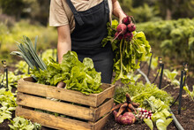 Female Farmer Gathering Fresh Vegetables On Her Farm