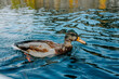 duck wildlife bird  river nature