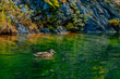 duck wildlife bird  river nature