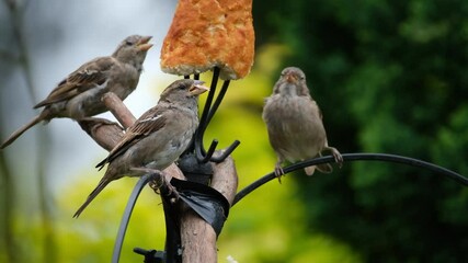 Wall Mural - House sparrows feeding in urban garden.