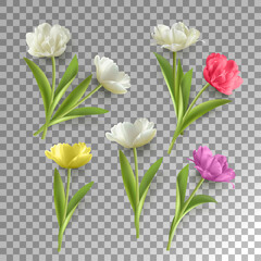 Poster - Spring Tulip Flower