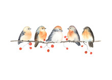 Christmas Or Autumn Card Of Cute Birds Sitting On Branch With Berries, Watercolor Horizontal Border Isolated On White Background For Your Design Invitation Or Greeting Cards, Wedding, Wildlife Garden.